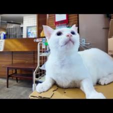 【猫ホテル】玄関で「いらっしゃいませニャん」お客様をお出迎えする猫たちが可愛すぎる！