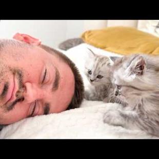 Tiny Kittens Wake Up a Sleeping Man