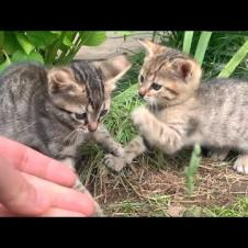 I captured the moments when cute kittens living in the botanical garden played with each other