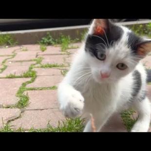 Two homeless kitten siblings need attention and love