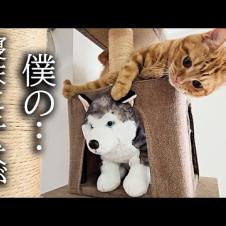 小屋でお昼寝しようとしたら先客がいた時の子猫の反応がこちらです...