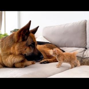 Funny Kitten Attacks Cute German Shepherd [Cuteness Overload]