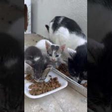 I helped the homeless mother cat and her kittens, you will be emotional while watching 🥹🐱#shorts