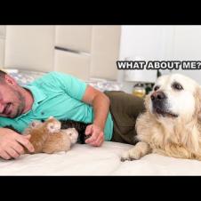 My Golden Boy Got Jealous of the Kittens and Demanded Cuddles