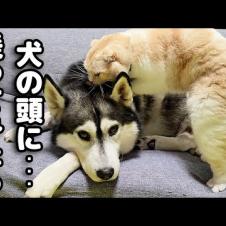 どうしても大型犬の頭に乗りたい猫がこうなっちゃいました...