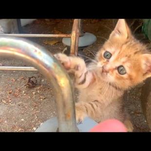 Kittens will melt your heart, playtime outside