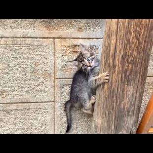 😹🌳 No Stopping! Naughty Kittens Chase, Climb and Jump in Show!