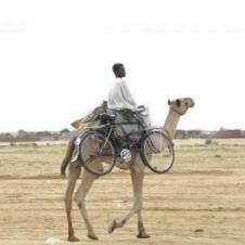 자전거 타기보다 낙타 타기가 편해