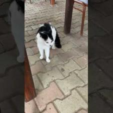 🐱💖Street cat meowing with its polite voice #shorts #cat #kitten#cute #animals