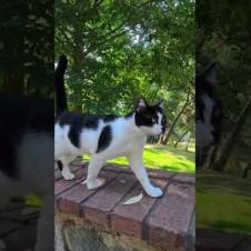 塀の上を歩く猫