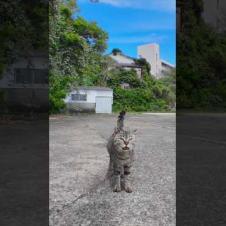 猫島の港で出会った猫たちと防波堤まで散歩する