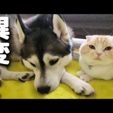 病院から戻ったハスキー犬の異変...