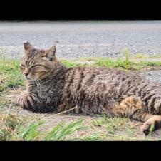 感動猫動画 のライブ配信