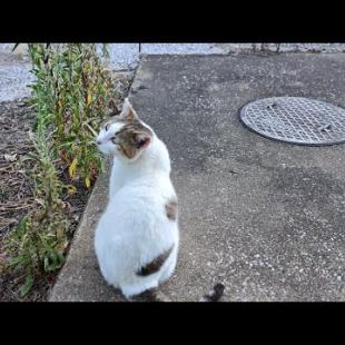 感動猫動画 のライブ配信