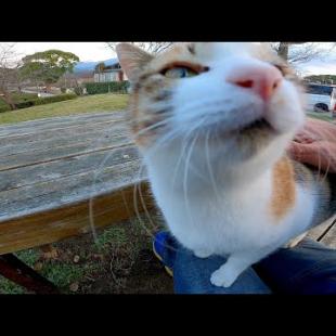 公園のテーブルに三毛猫がいたので近づいてみたら喜んで膝の上に乗ってきた