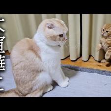 初めて本気で大喧嘩してしまった子猫と先住猫が大変なことに...