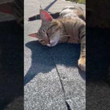 The sunbathing street cat has no intention of moving #shorts #cats #cat #cute #catshorts