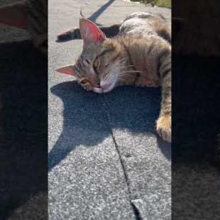 The sunbathing street cat has no intention of moving #shorts #cats #cat #cute #catshorts