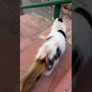 This Cat Is Telling Me Something! 😻 Is It a Talking Cat?!🐾#shorts #streetcat #kitten  #cat #catvideo