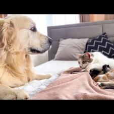 Golden Retriever Confused by Meeting a Baby Kittens