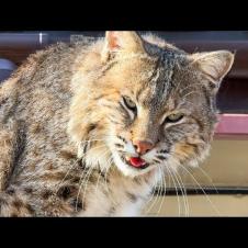 БОБКЭТ РУФУС ВОРЧИТ НА СОБАКУ / Спасенная рысь встречает нас