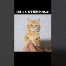 甘えてくる子猫がかわいい...笑#shorts