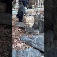 😻 Kittens living on rocks are the same color as the stones #cat #shorts #catvideos #animals #cute