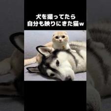 犬を撮ってたら自分も映りに来た猫...笑#shorts