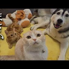 犬と猫に誕生日プレゼントをあげたらまさかのこうなりました...