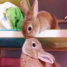 어렵게 키스하는 토끼 커플