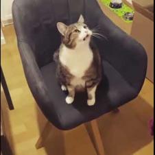 Cat Doesn't Want Owner to Stop Spinning Her on a Chair