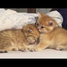 Baby Kittens Love To Groom Each Other