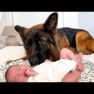 Amazing German Shepherd Takes Care of Newborn Baby