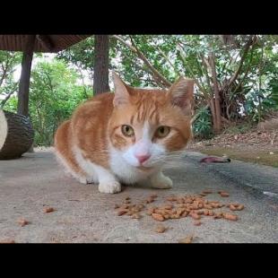 公園で歩いていた野良猫に付いていってみたらそこは猫の御飯処だった