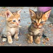 Kittens Don't Stop! Play, Jump, Wrestle... All in One! 🐱🔥