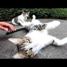 駐車場にいた二人組の猫、撫でられるとゴロンゴロン転がってカワイイ