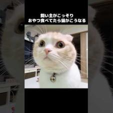 飼い主がこっそりおやつ食べてたら猫がこうなる...笑#shorts