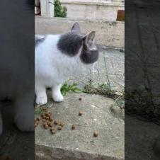 I feed the cute homeless street cat, it will warm your heart #meow #kitten #cute #animals #cat #cats