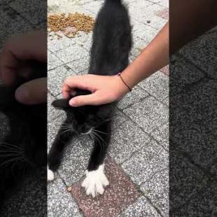 Cute cat said hello, meow #shorts  #cat #streetcats  #cute #purring  #animals  #cat #kitten#kittens