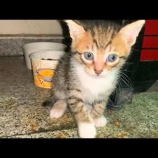 Homeless kittens need love and affection, they will warm your heart