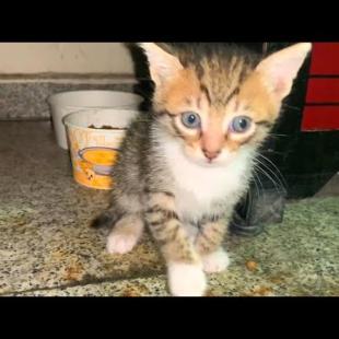 Homeless kittens need love and affection, they will warm your heart