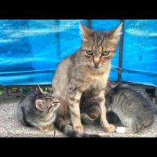 🐾 "This Is What Mother's Love Looks Like! The Cat Who Talks Heartfelt to Her Kittens