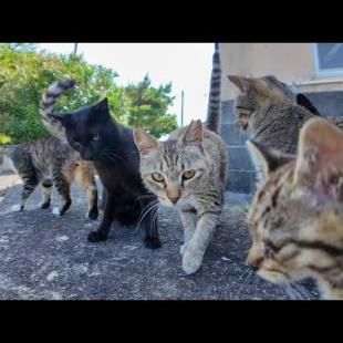 猫島で防波堤に座ったら猫たちが次々と集まってきた