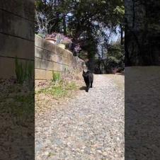 林道の終点にある神社に行くと黒猫が出迎えてくれた  #ImpressedCatVideo #catisland #猫
