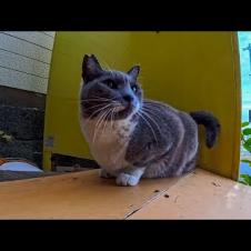 自販機の裏で休んでた鳩みたいな猫、指を出したらモフられに出てきた