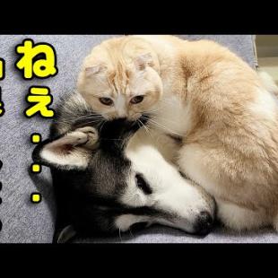 ハスキー犬が病院から戻り嬉しくてずっと話かける猫がこちら...