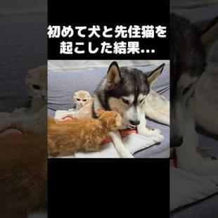子猫が初めて大型犬と先住猫を起こしたら...#shorts