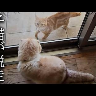 油断したら子猫が外に脱走しました...