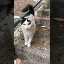 &#x1f63b;A long-haired cat comes running towards me from the stairs #shorts #cat #cats #cute