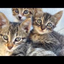 Europe's Cutest Kittens resting on a basket, so cute